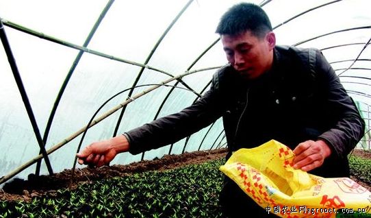 泰椒种植技术
