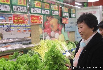 多抗富韭绿香韭菜品种价格