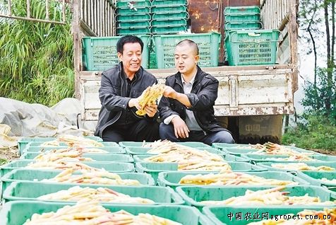 贵州：清镇市百余个双孢菇大棚接受技术改造