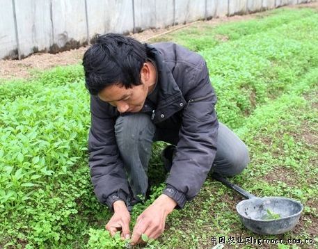 大荔黄花菜种植技术
