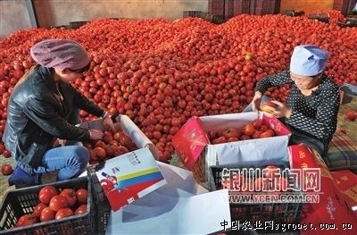 罗曼西红柿市场价格