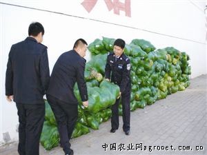 杭州大葱育苗技术