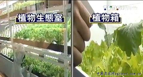 油葵芽苗菜种植视频