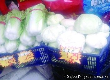 矮白菜市场价格
