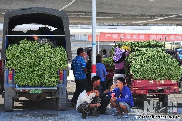 北京三号白菜种子