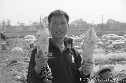 华颂34土豆种植技术