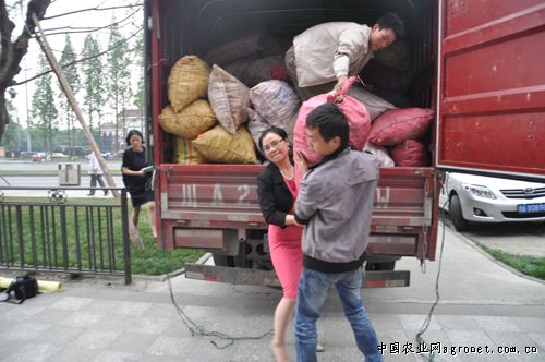 北京红红薯种子公司