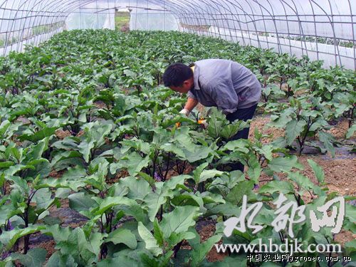 台州：“韩研”系列黄瓜亩产2万公斤