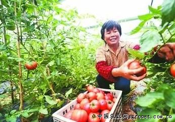 新疆抗黄头西红柿种子