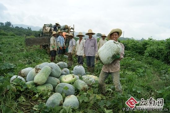 中华巨葱种子多少钱一斤