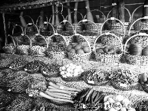 紫油菜苔批发市场
