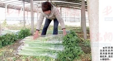 长茄种植技术视频