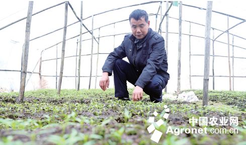 新鲜茶树菇种植基地