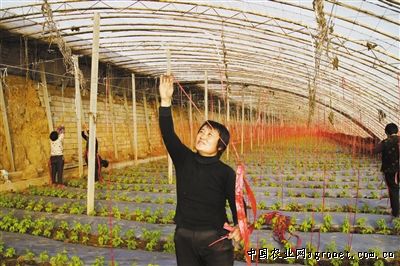 广昌5号茶树菇种植技术