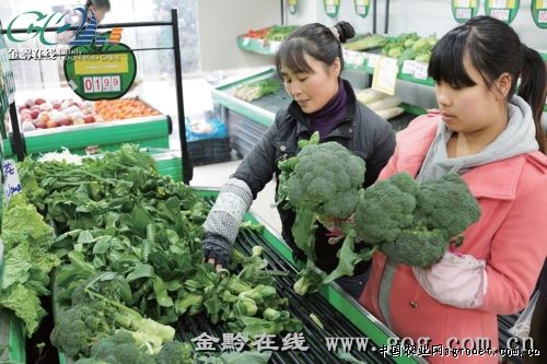 高山蕨菜批发市场