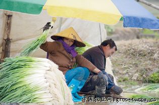 山东蒙阴：发展蔬菜大棚助力增产增收