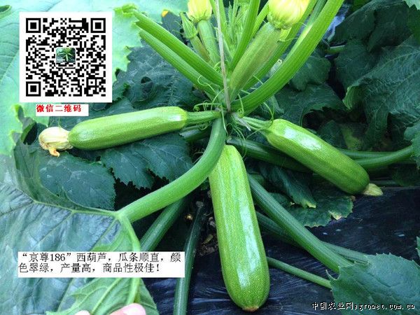 湘研158辣椒品种图片