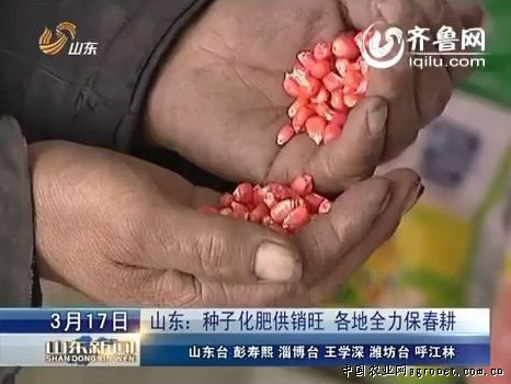 新一代辣椒种子出厂价