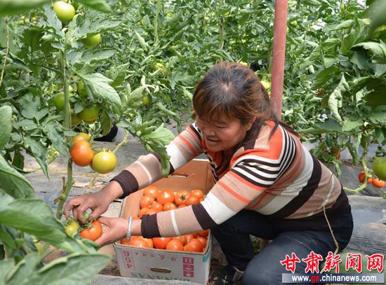 新疆西红柿酱生产基地