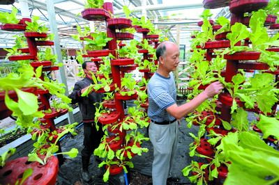 四季竹笋种植技术