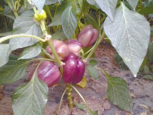 新垦莲藕种植