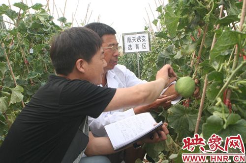 中国富硒绿茶产业网