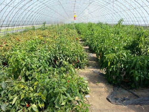 青椒的种植方法