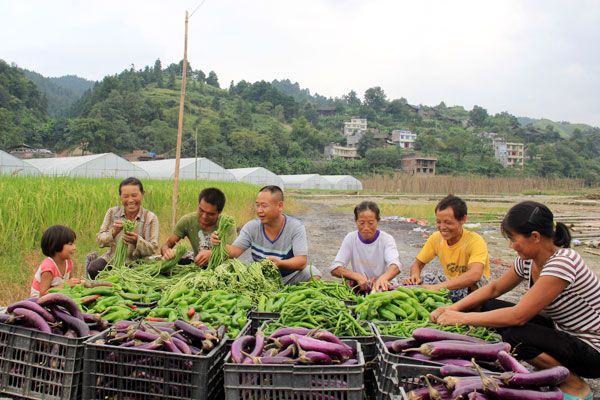 紫叶生菜种子怎样种植