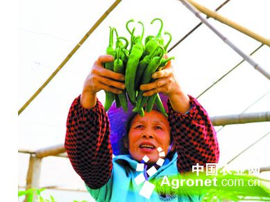 韩国408辣椒种植技术