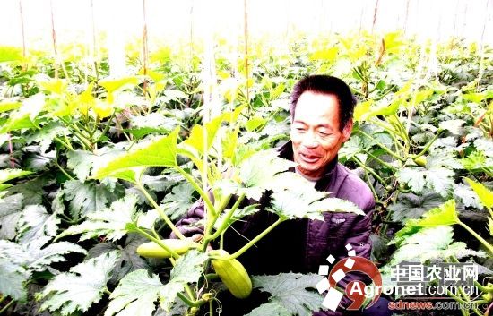贵州辣椒种植基地