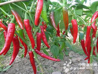 红辣椒种植一亩地利润