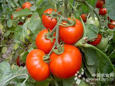 青茄种子的种植方法
