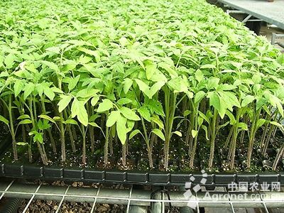 红扁豆种植管理技术