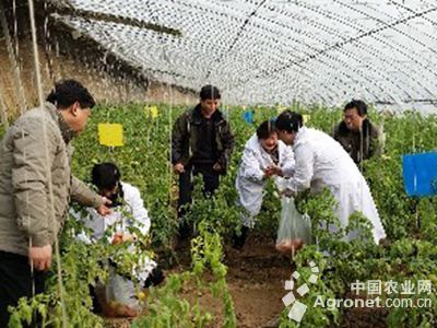 越冬王白菜种植技术