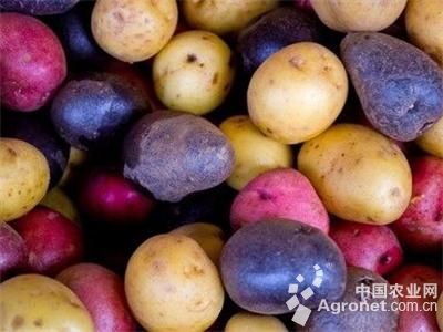 紫薯有几个品种