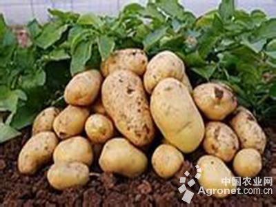 克新13土豆育种技术
