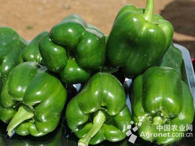 红宝辣椒的种植方法
