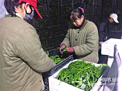金峰系列白菜种植技术