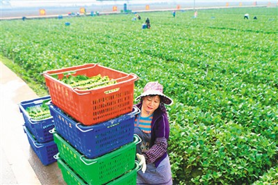 南京绿领种业有限公司