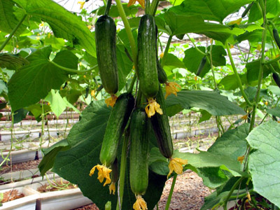 隆平玉米种子