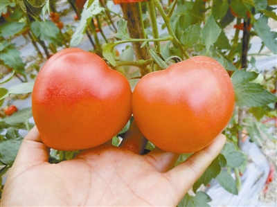春桃西红柿种植技术