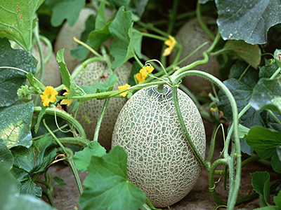九头芋芋头育种技术