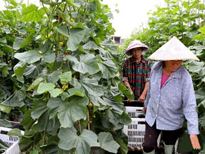 中绿丝瓜高产栽培技术