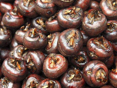 茶树菇上市季节