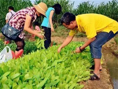 缅甸玉米进口价格