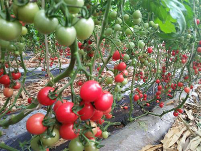 罗拉西红柿种植视频
