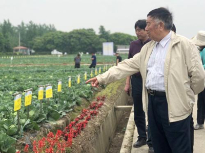 张溪香芋育种技术