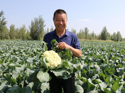 白花菜多少钱一斤