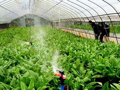 潍县萝卜种植管理方法