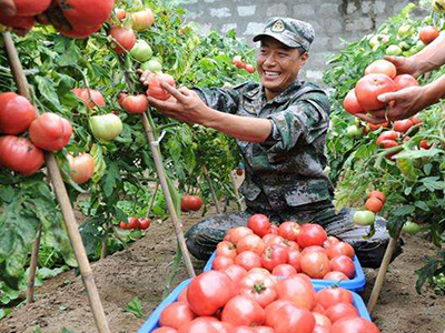 福瑞特番茄种植技术